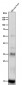 Anti-Iba1 AIF1 Monoclonal Antibody